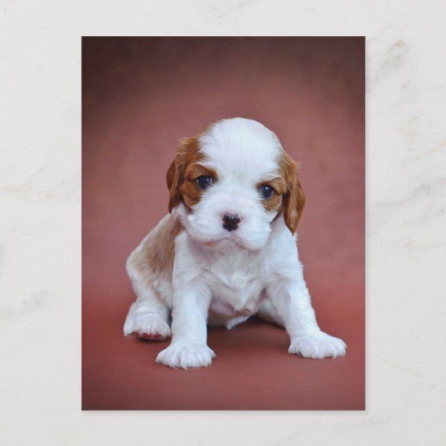 Postal cachorro de Cavalier King Charles Spaniel (Anverso)