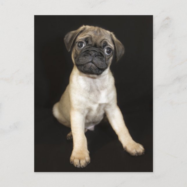 Postal Cachorro de cerdo asombroso (Anverso)