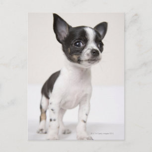Postal Cachorro de Chihuhuhua sobre tela blanca