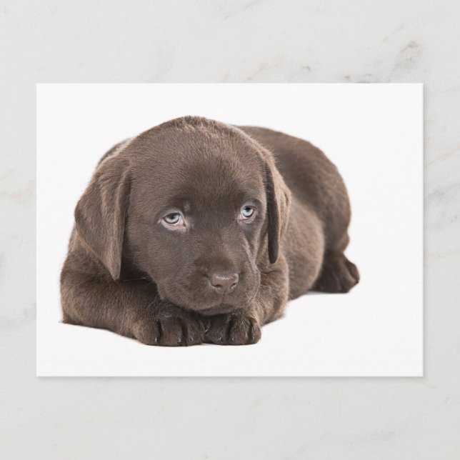 Postal Cachorro de chocolate blanco (Anverso)