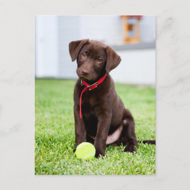 Postal Cachorro de chocolate con bola de tenis (Anverso)