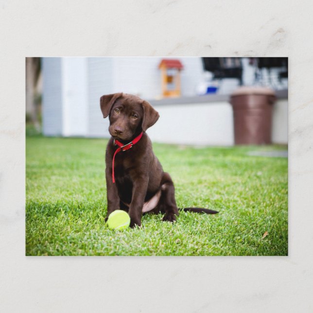 Postal Cachorro De Chocolate Labrador Con Pelota De Tenis (Anverso)
