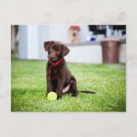 Cachorro De Chocolate Labrador Con Pelota De Tenis