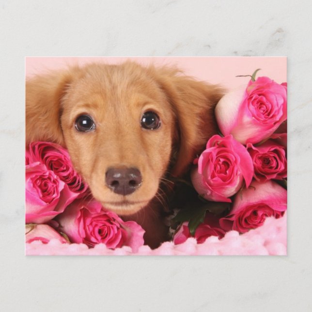 Postal Cachorro de Dachshund Rodeado de Rosas (Anverso)