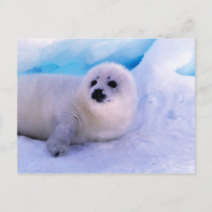 Postal Cachorro de foca arpía cubierto de copos de nieve