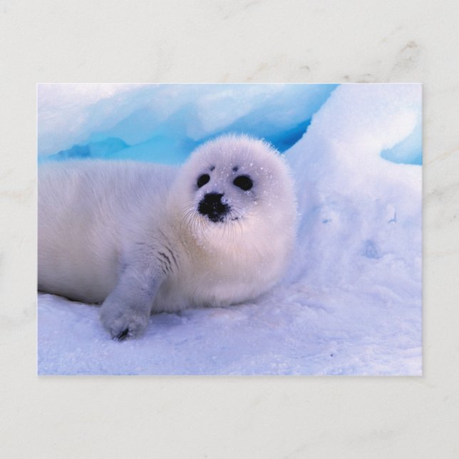 Postal Cachorro de foca arpía cubierto de copos de nieve (Anverso)