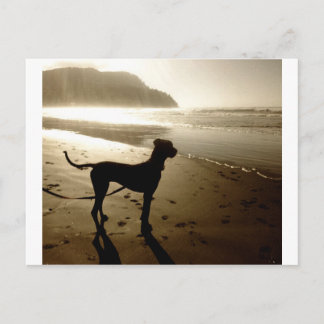 Postal Cachorro de Gran Danés Atardecer