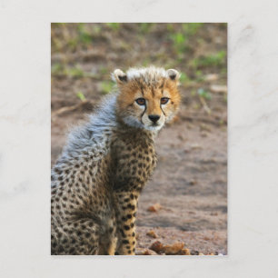Postal Cachorro de Guepardo Acinonyx Jubatus)
