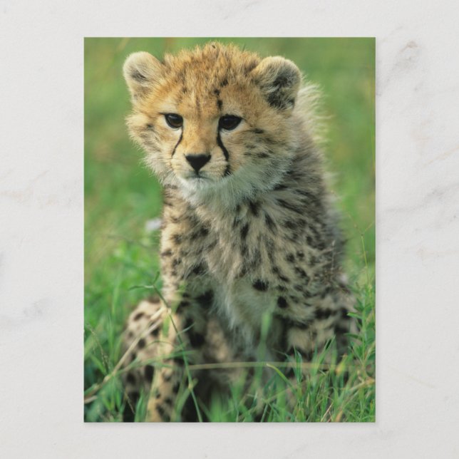 Postal Cachorro de Guepardo Borroso (Anverso)