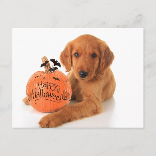 Postal Cachorro De Halloween Con Calabaza (Anverso)