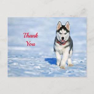 Postal Cachorro de Husky Foto de Nieve Gracias