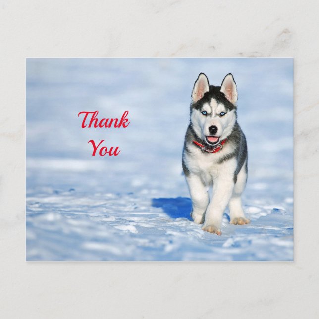 Postal Cachorro de Husky Foto de Nieve Gracias (Anverso)