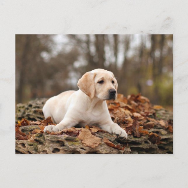 Postal Cachorro De Labrador Amarillo En Otoño (Anverso)