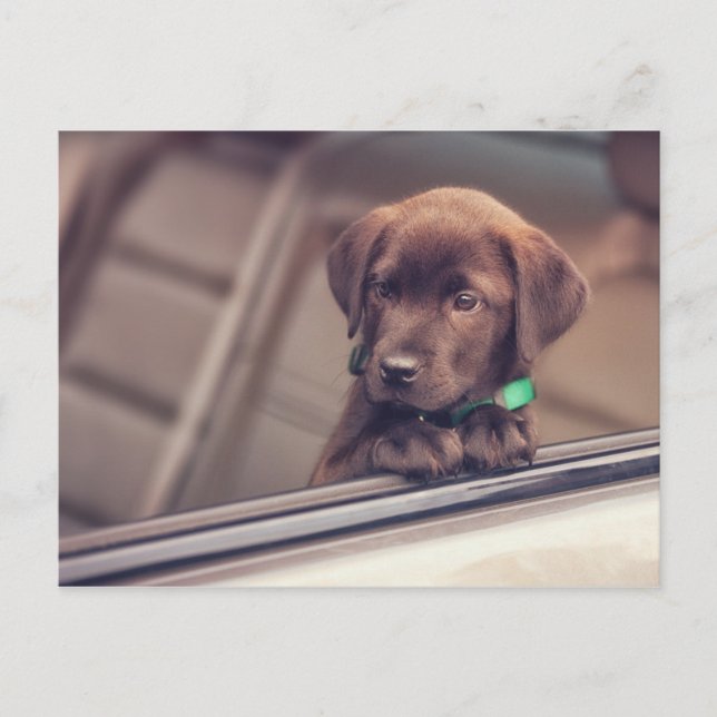 Postal Cachorro De Labrador De Chocolate En Coche (Anverso)