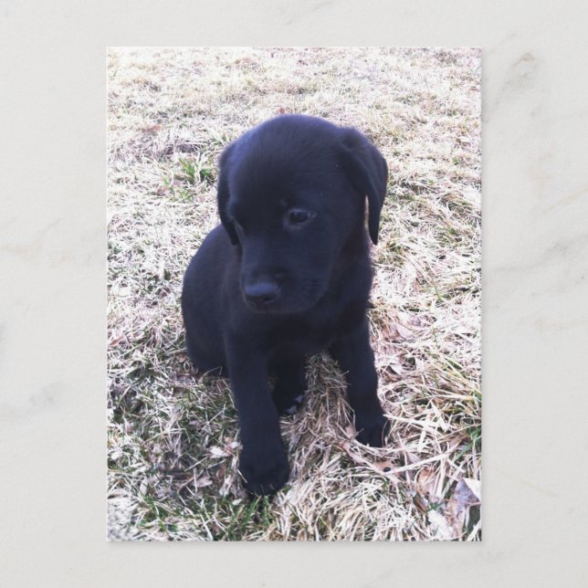 Postal Cachorro de Labrador Negro (Anverso)