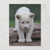 Cachorro de león blanco