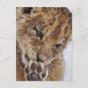Postal Cachorro de león (Panthera leo) lamiendo pata, ace