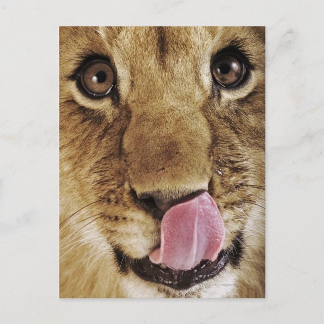 Postal Cachorro de león (Panthera leo) que lame la nariz, (Anverso)