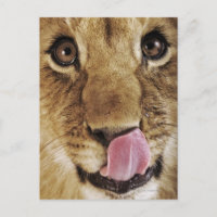 Cachorro de león (Panthera leo) que lame la nariz,