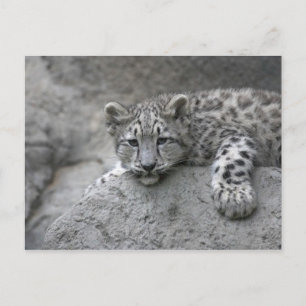 Postal cachorro de leopardo de las nieves de 4 meses tend