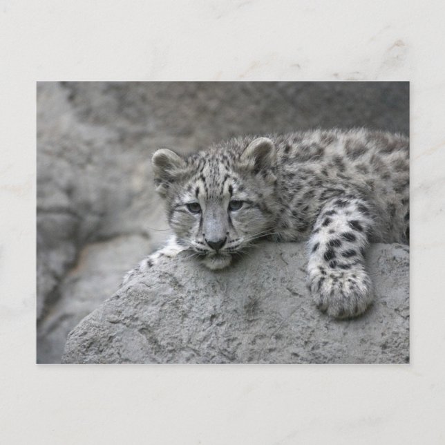 Postal cachorro de leopardo de las nieves de 4 meses tend (Anverso)