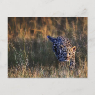 Postal Cachorro de leopardo Panthera Pardus