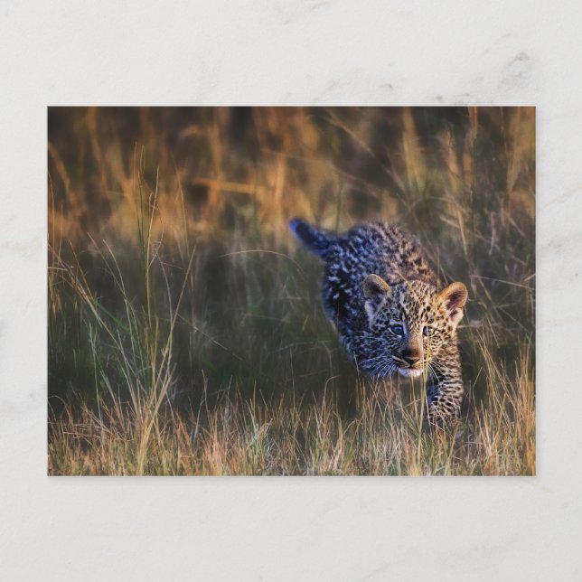 Postal Cachorro de leopardo Panthera Pardus (Anverso)
