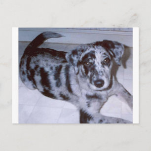 Postal cachorro de merlán azul -Catahoula.png