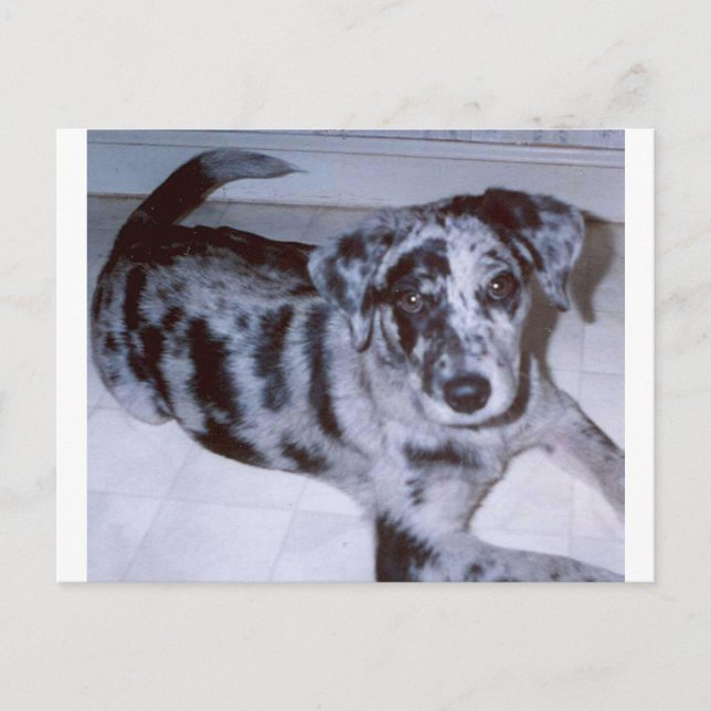 Postal cachorro de merlán azul -Catahoula.png (Anverso)