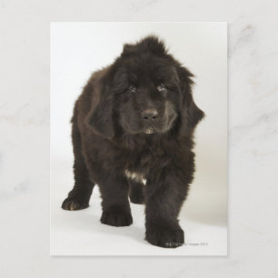 Postal Cachorro de Newfoundland, estudio shot
