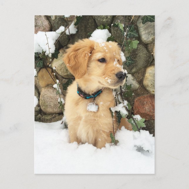 Postal Cachorro de nieve (Anverso)