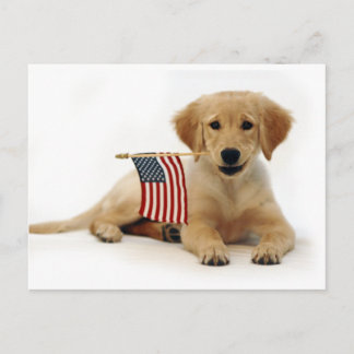 Postal Cachorro de oro y bandera estadounidense