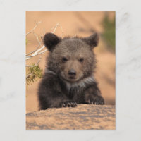 Cachorro de oso grizzly