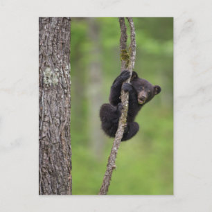 Postal Cachorro de oso negro jugando, Tennessee