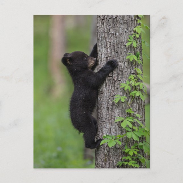 Postal Cachorro de Oso Trepando un Árbol (Anverso)