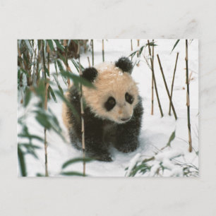 Postal Cachorro de panda en la nieve, Wolong, Sichuan, Ch