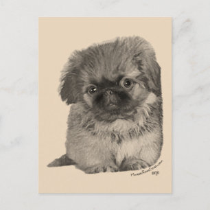 Postal Cachorro de Pekín