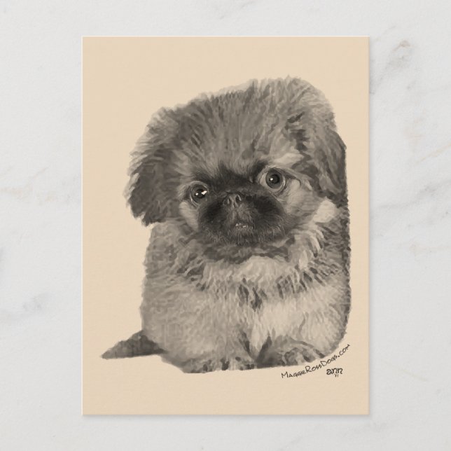 Postal Cachorro de Pekín (Anverso)