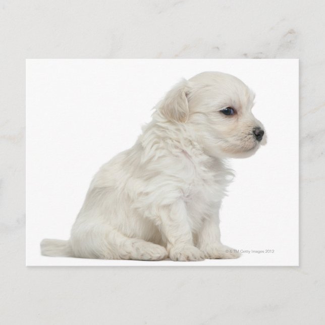 Postal cachorro de Petit chien lion o Little Lion Dog (Anverso)