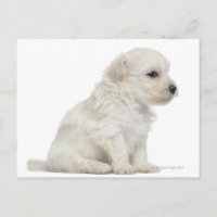 cachorro de Petit chien lion o Little Lion Dog