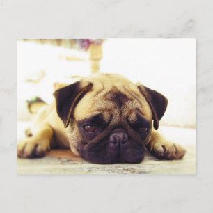 Postal Cachorro de pug tumbado en el suelo con aspecto tr