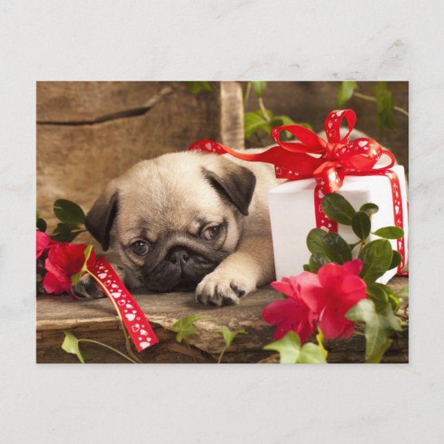 Postal Cachorro de pug y caja de regalo (Anverso)
