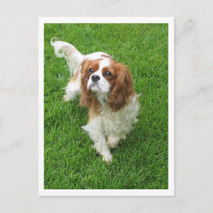 Postal Cachorro de raza Cavalier King Charles Spaniel