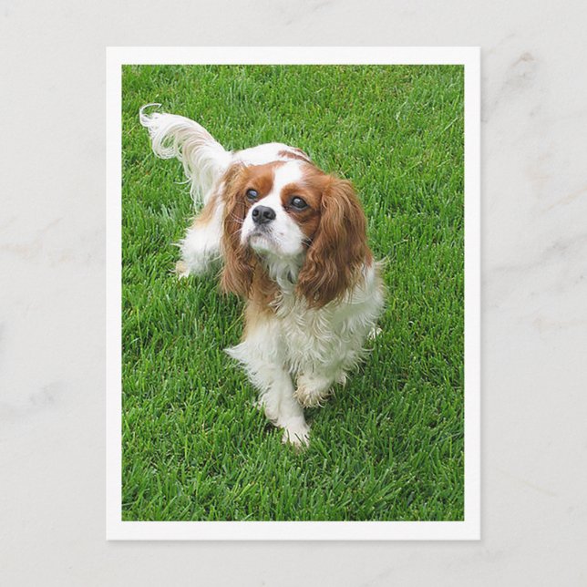 Postal Cachorro de raza Cavalier King Charles Spaniel (Anverso)
