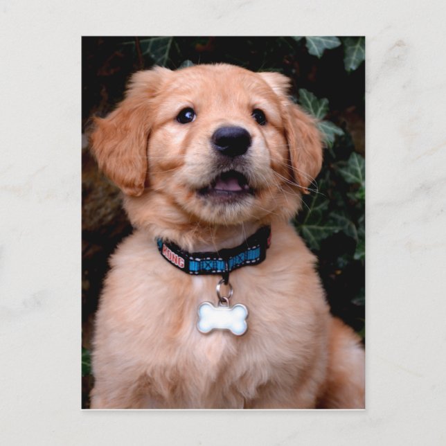 Postal Cachorro de recuperación de oro (Anverso)