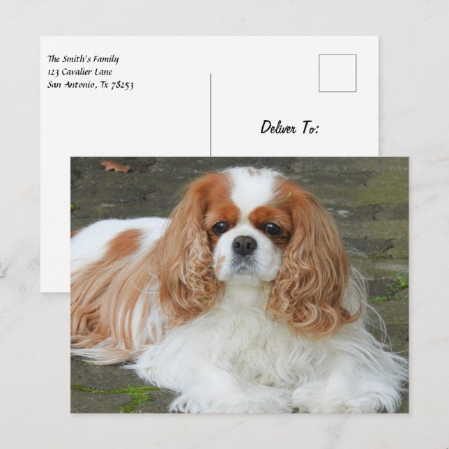 Postal Cachorro de Spaniel Cavalier King Charles Blenheim (Anverso / Reverso)