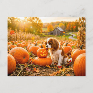 Postal Cachorro de spaniel en campo de calabazas de otoño