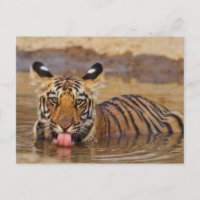 Cachorro de Tigre de Bengala Real, bebiendo agua