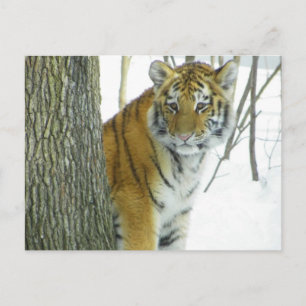 Postal Cachorro De Tigre En Nieve, Mirando Alrededor Del 