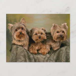 Postal Cachorro de Yorkshire Terrier - Hola, Amor